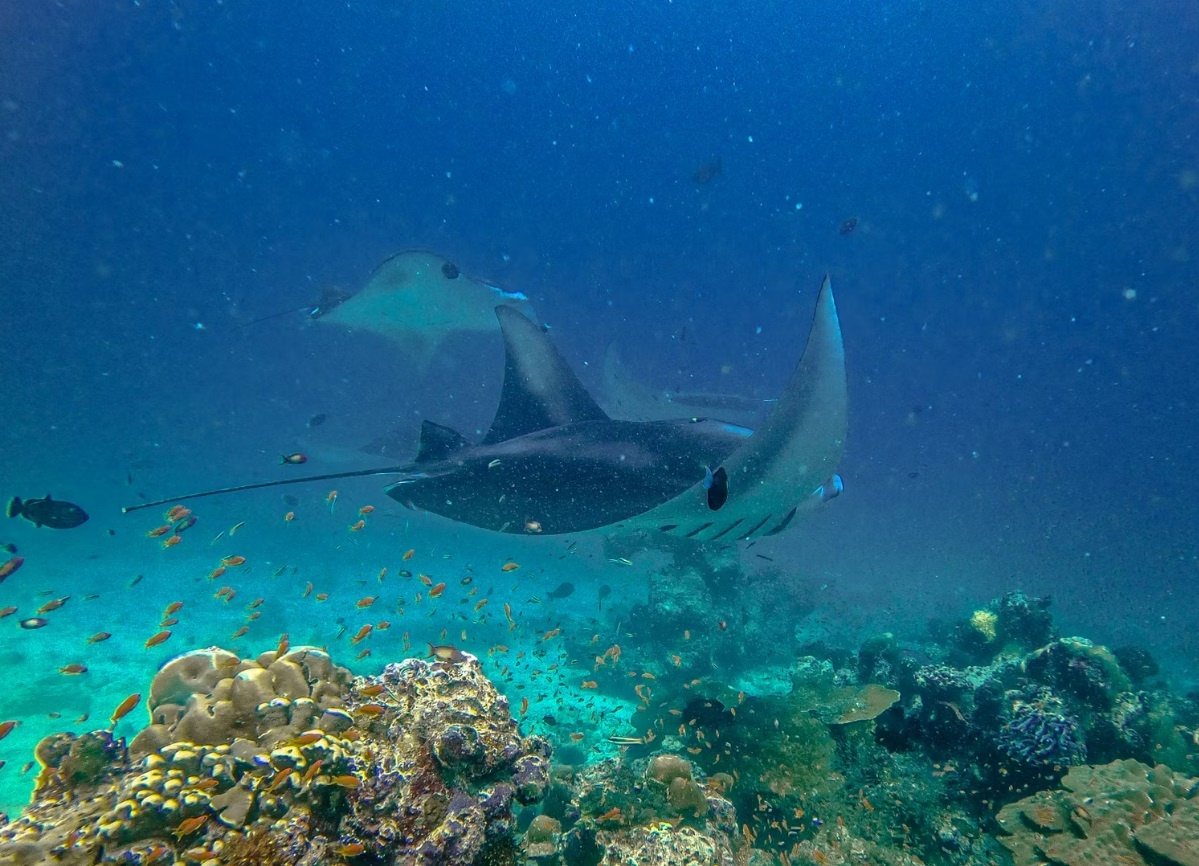 dieu thu vi ve Maldives anh 5