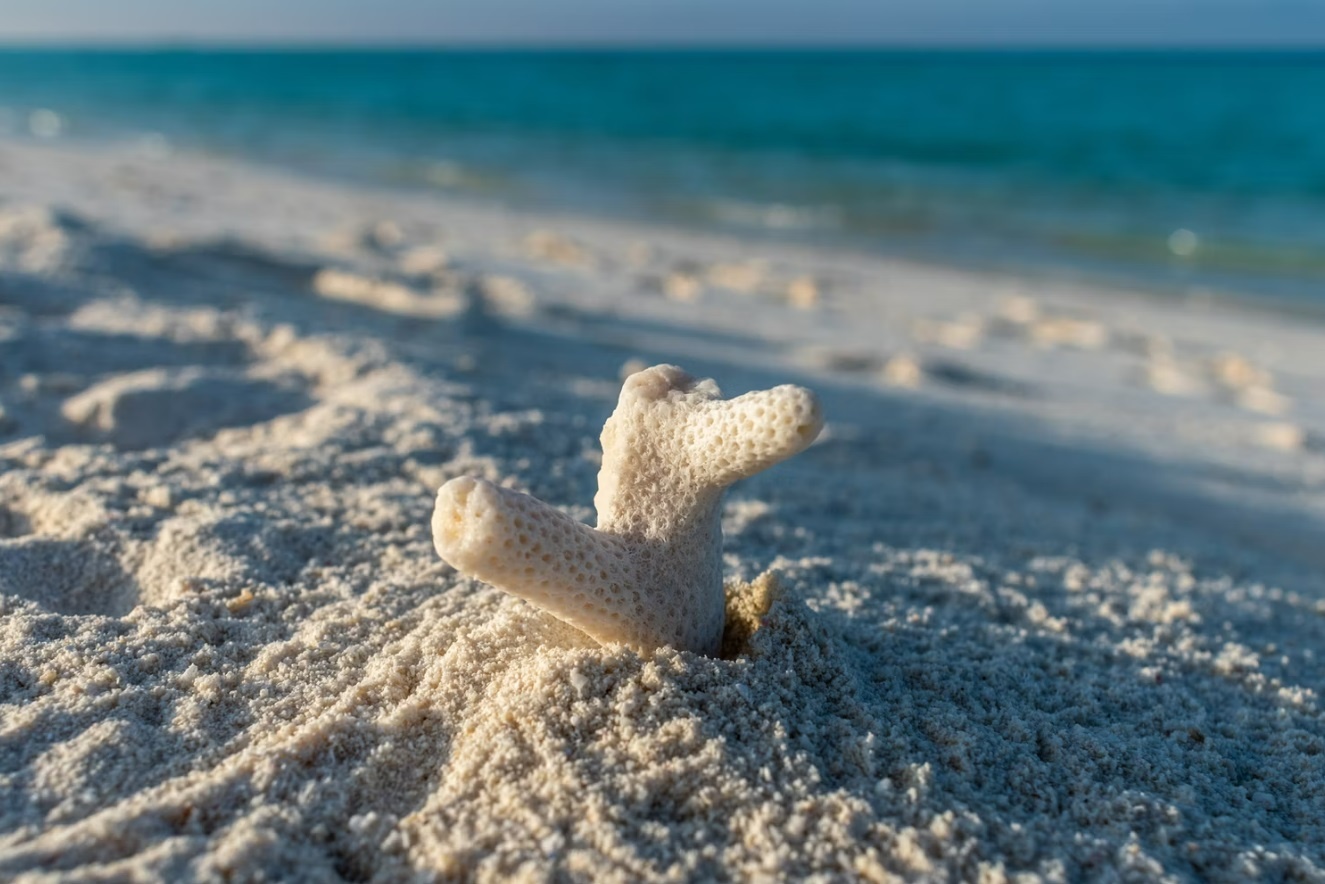 dieu thu vi ve Maldives anh 6