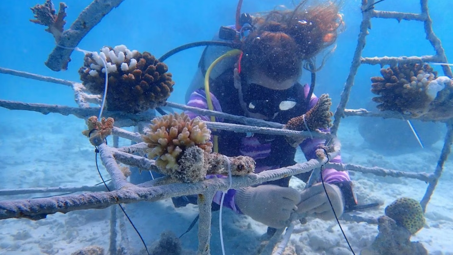 dieu thu vi ve Maldives anh 7