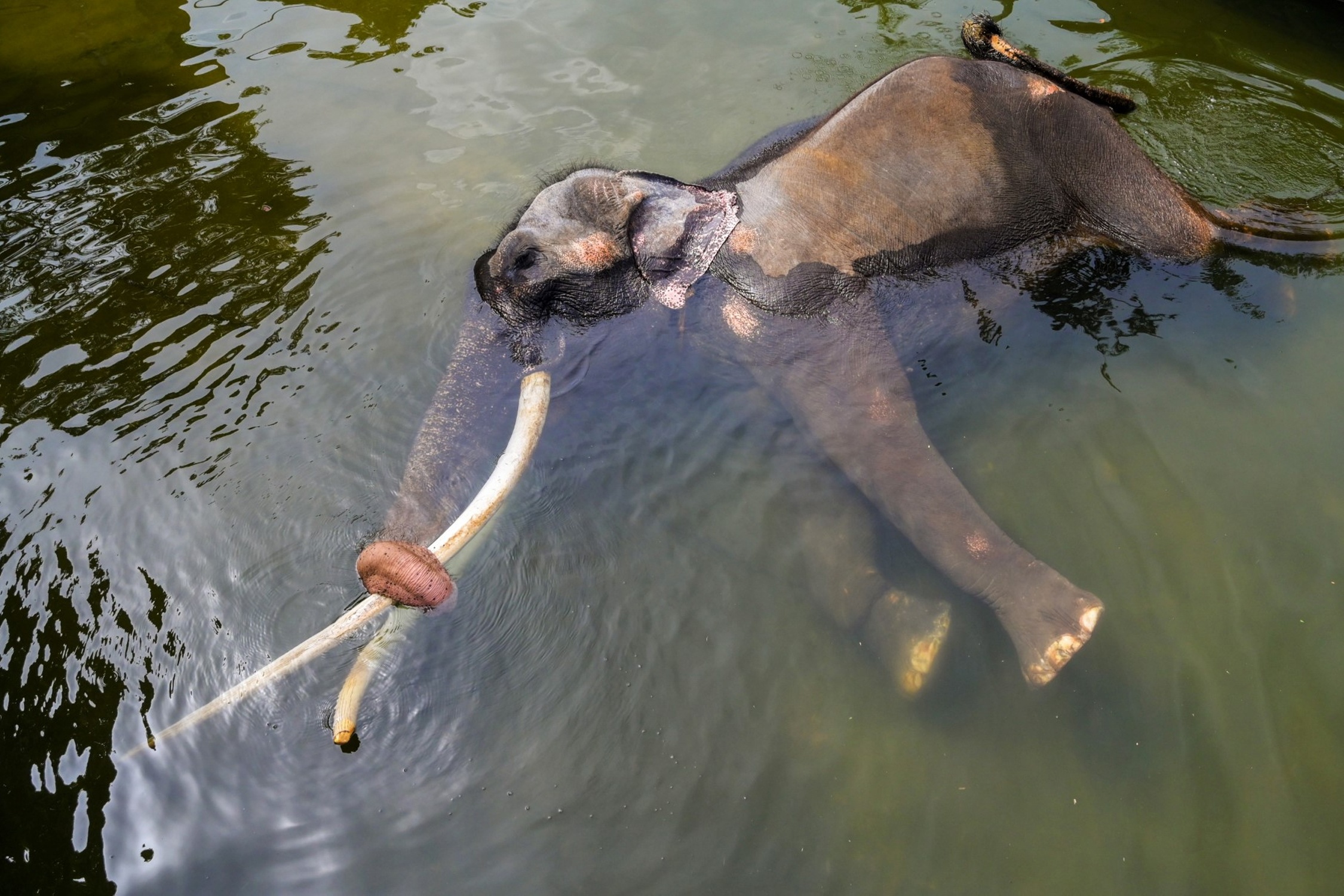 Voi nang 4 tan tro ve Thai Lan sau 22 nam hinh anh