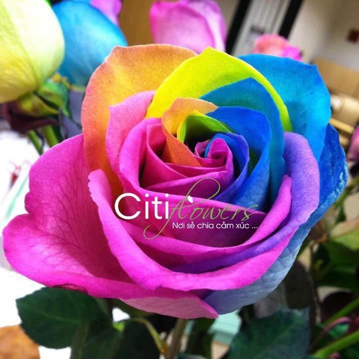 Chon hoa dep cho nguoi phu nu ban yeu dip 8/3 hinh anh