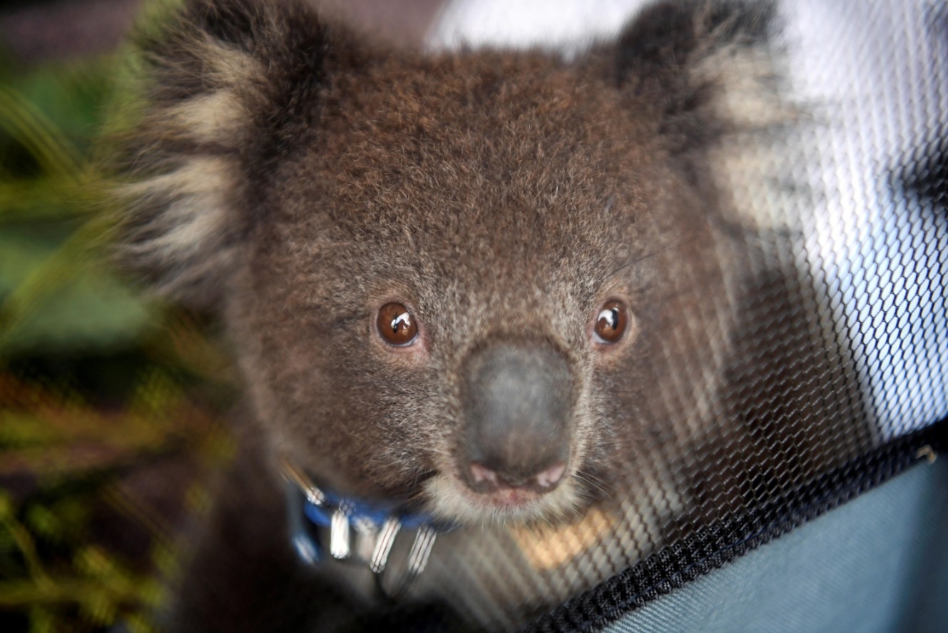 Cuoc chien koala nga ngu o Australia hinh anh