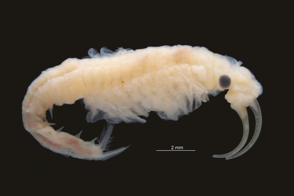 Tom tien tren sa mac Dasht-e Lut hinh anh