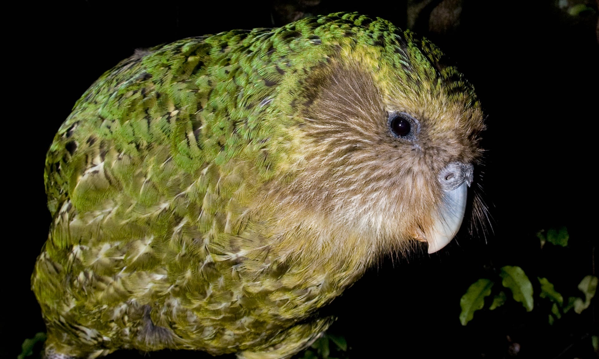 Vet beo nhat the gioi hai lan gianh giai thuong tai New Zealand hinh anh