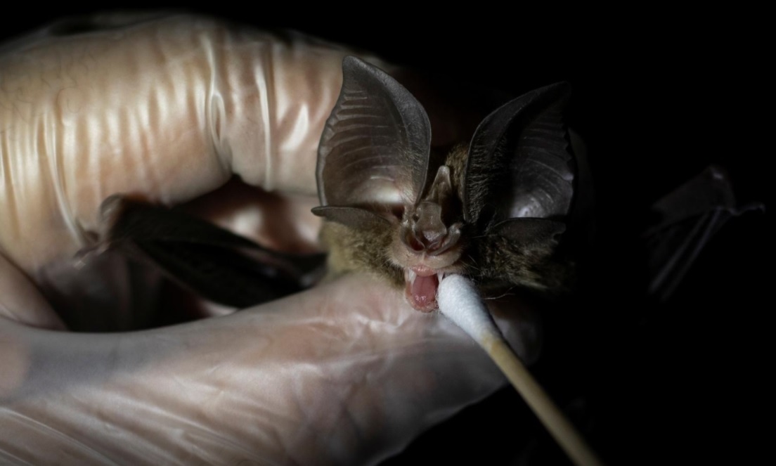 tho san virus bat doi anh 2