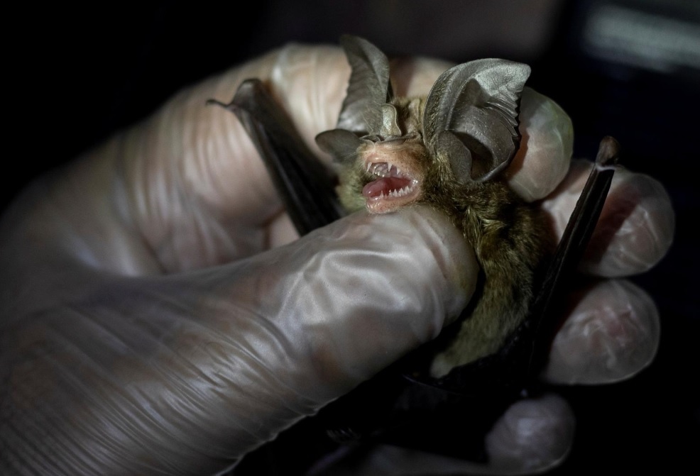 tho san virus bat doi anh 1