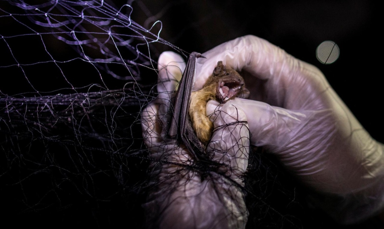 tho san virus bat doi anh 8