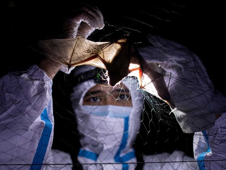 'Tho san virus' o Philippines de ngan ngua dai dich hinh anh