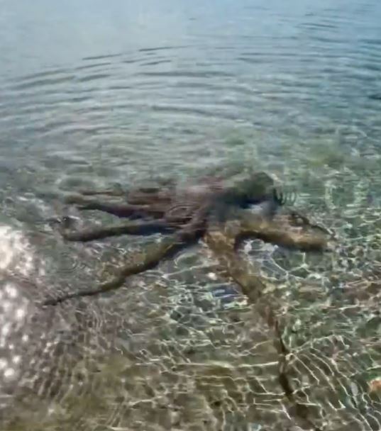 Nha dia chat bi 'bach tuoc gian giu nhat' tan cong anh 1