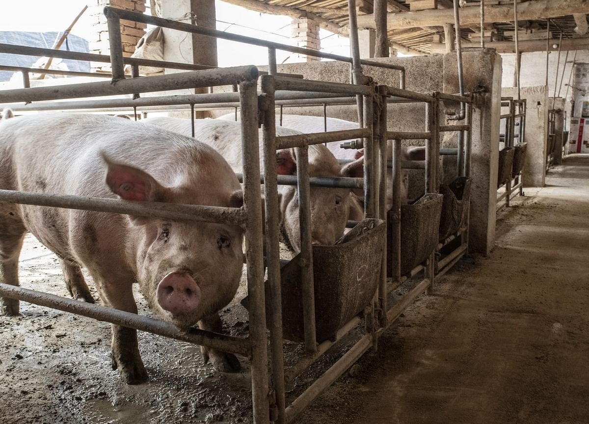 Gia thit lon Trung Quoc cang giam, nong dan cang ra suc giet mo hinh anh