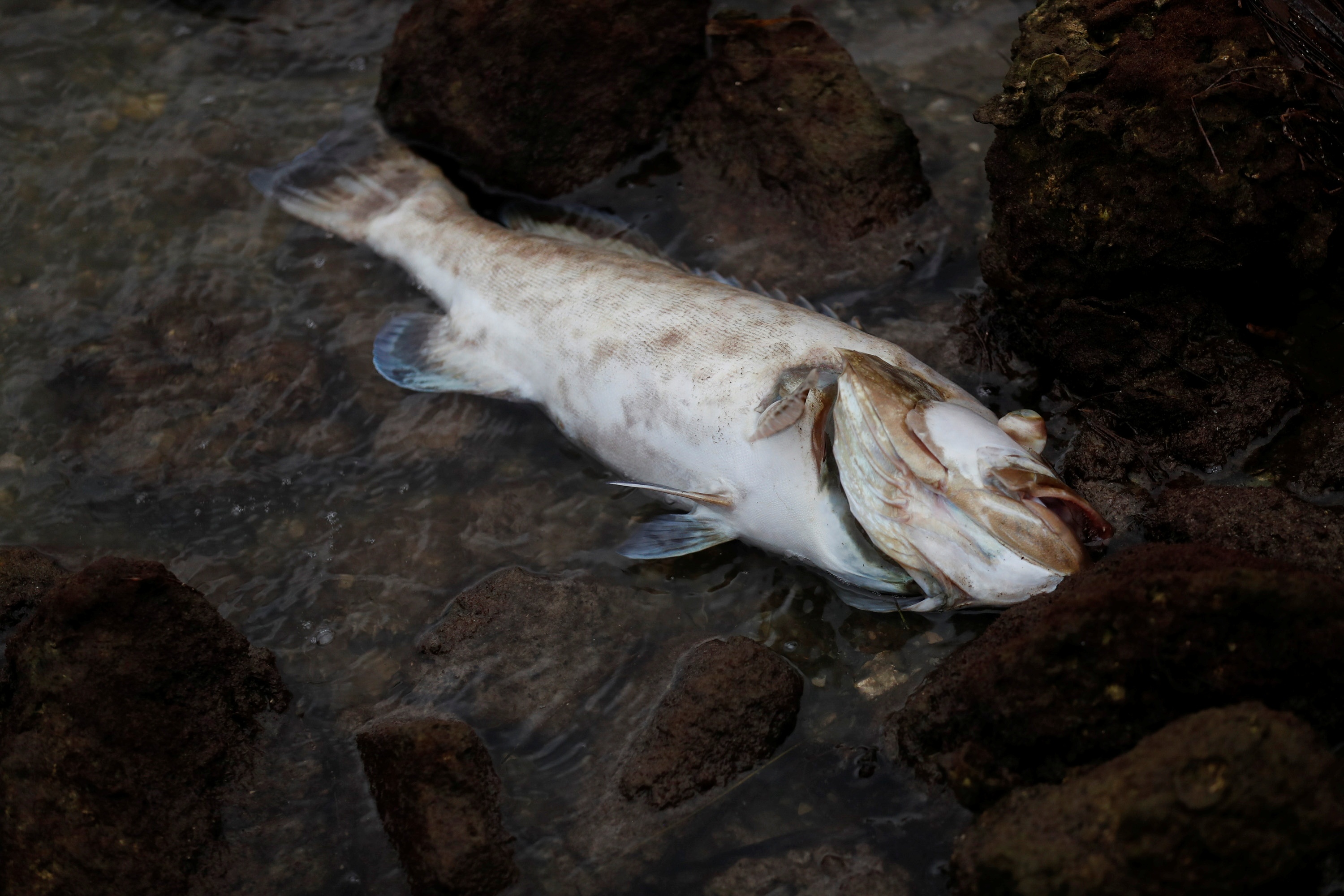 ca chet vi bao o My anh 5