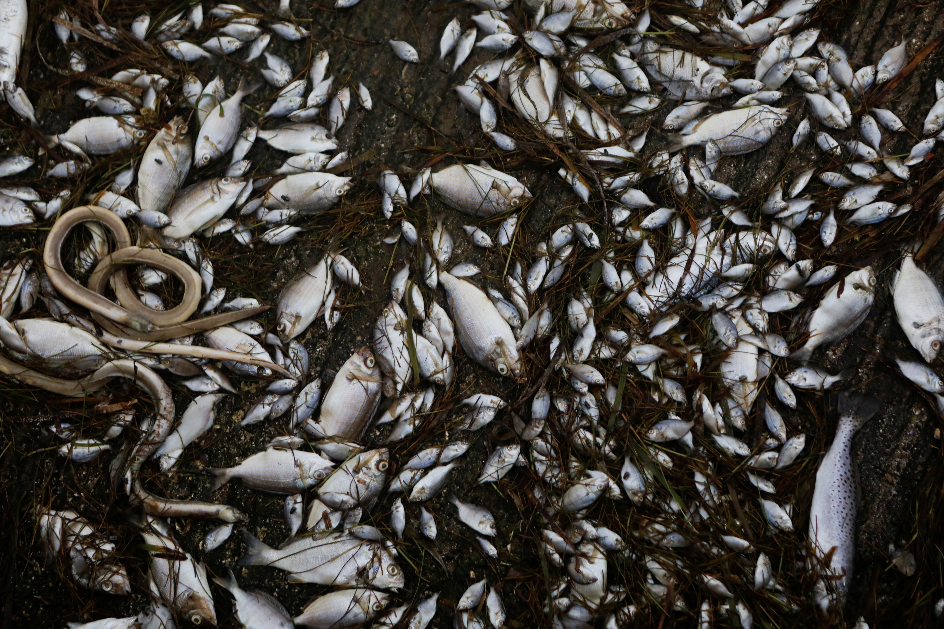 ca chet vi bao o My anh 1