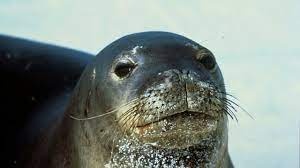 Hai cau tu si Kostis bi giet hinh anh