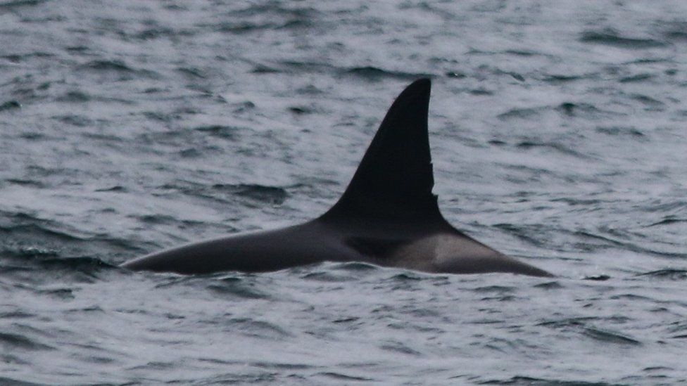 bay ca voi bi an anh 1