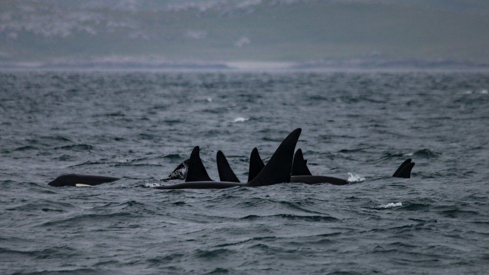 Dan ca voi sat thu o Scotland xuat hien tai Na Uy sau 3 nam hinh anh