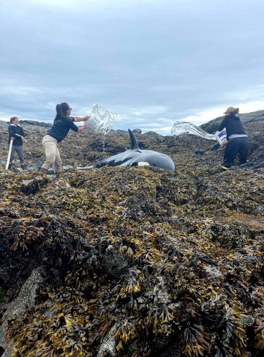 cuu ca voi mac can o Alaska anh 1