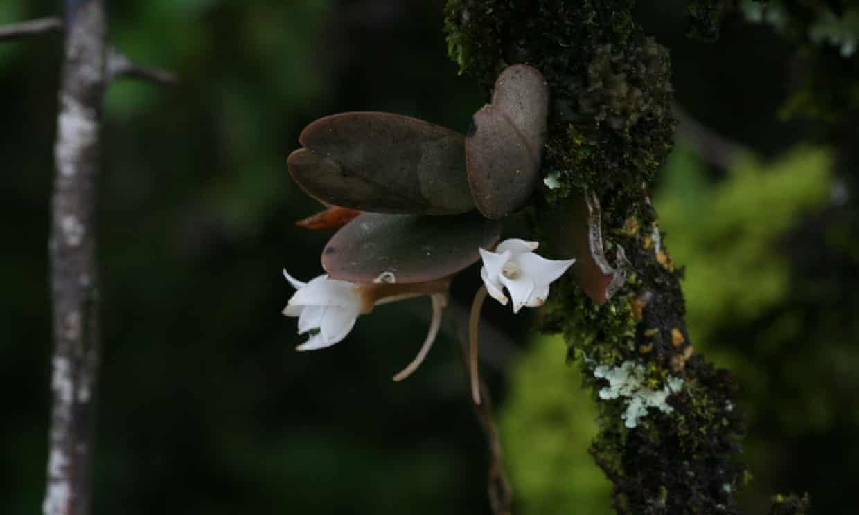 Phat hien loai phong lan 'ma' chi moc trong bong toi hinh anh