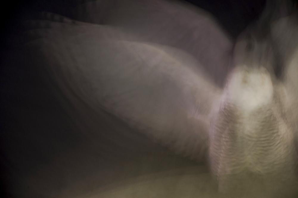 cu tuyet o Washington anh 10