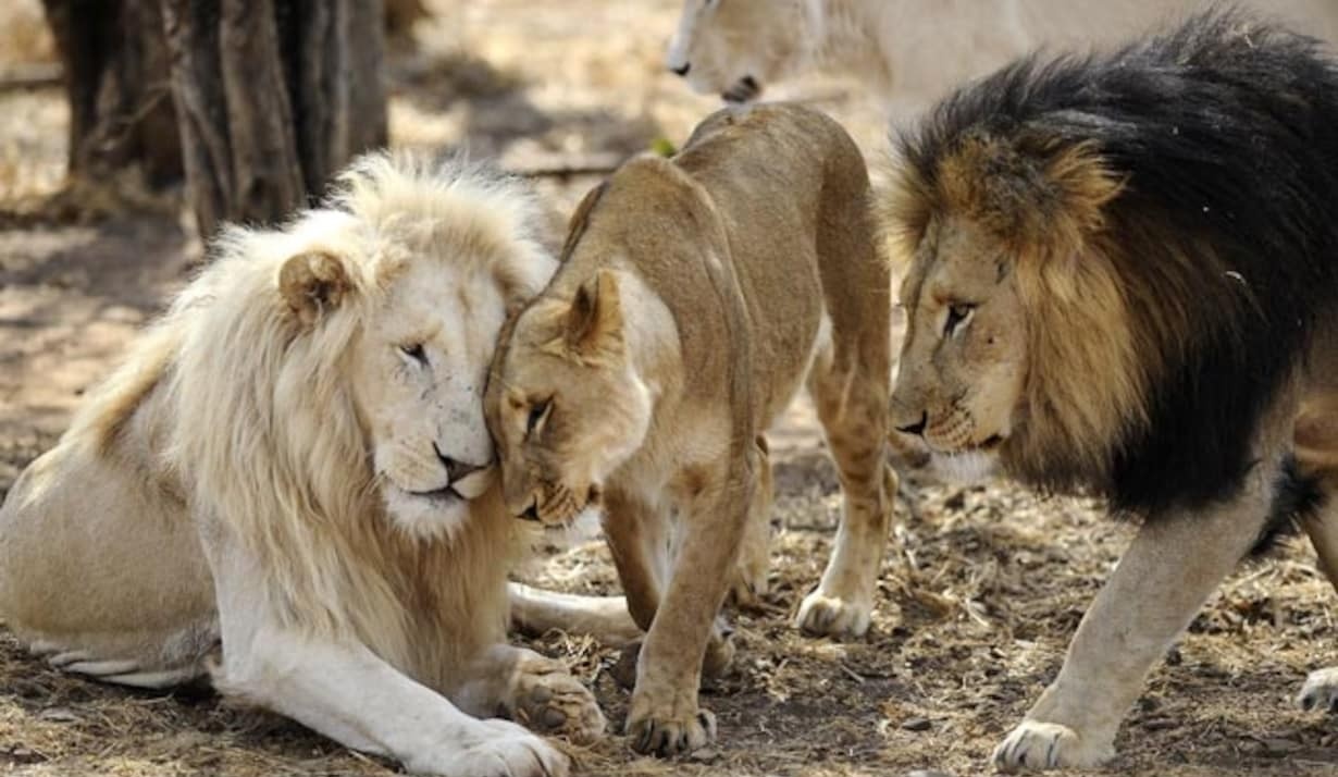 Su tu Nam Phi mac Covid-19 nghiem trong, gay lo ngai ve bien chung moi hinh anh