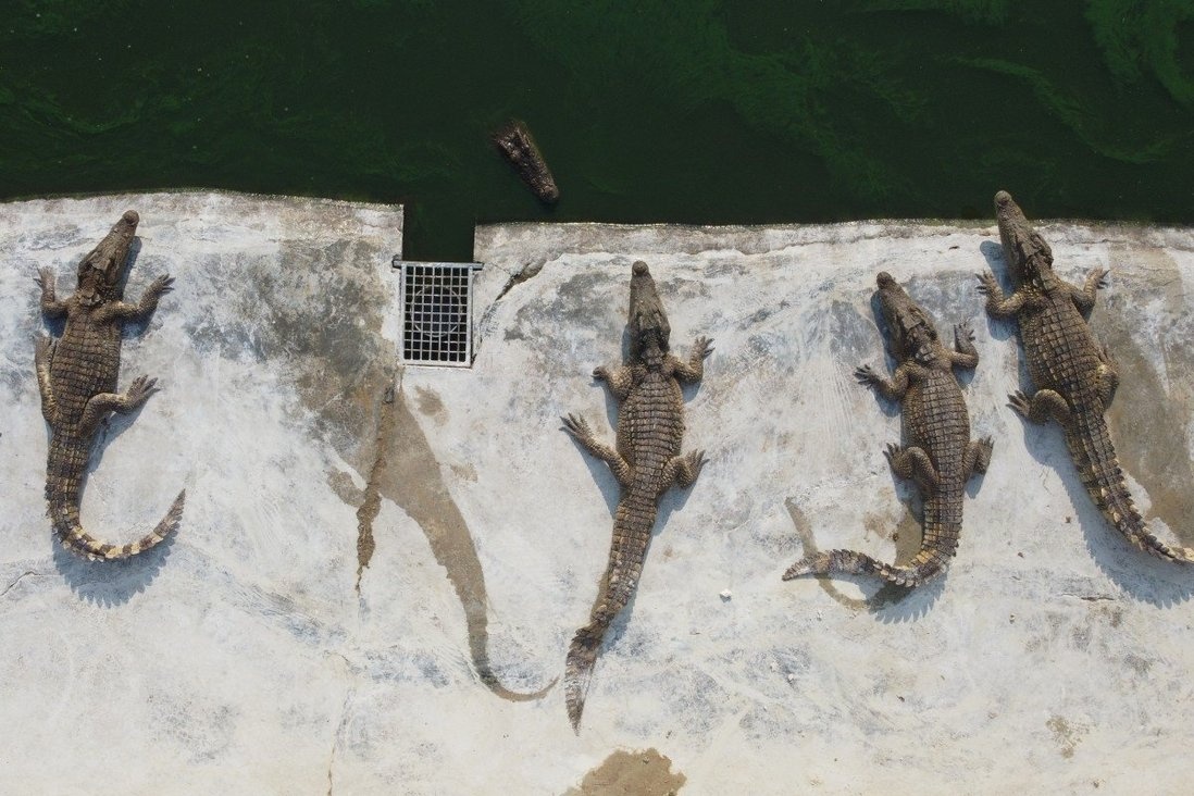 Dan Thai san lung thit ca sau truoc Tet vi gia lon tang ky luc hinh anh