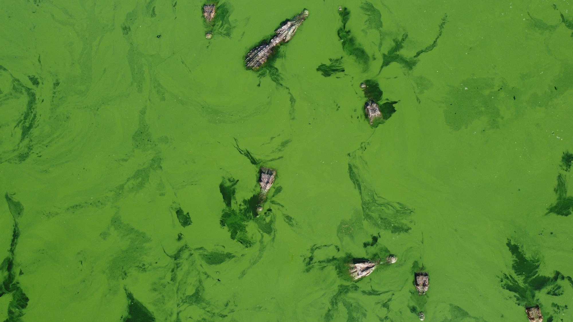 dan Thai san lung thit ca sau anh 1