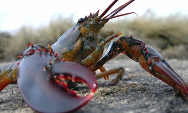 Hang loat tom hum va cua chet dat vao bai bien o Anh hinh anh