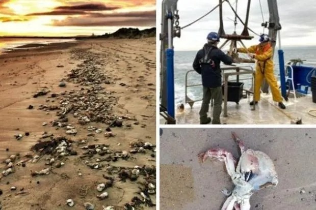 tom hum chet hang loat anh 1