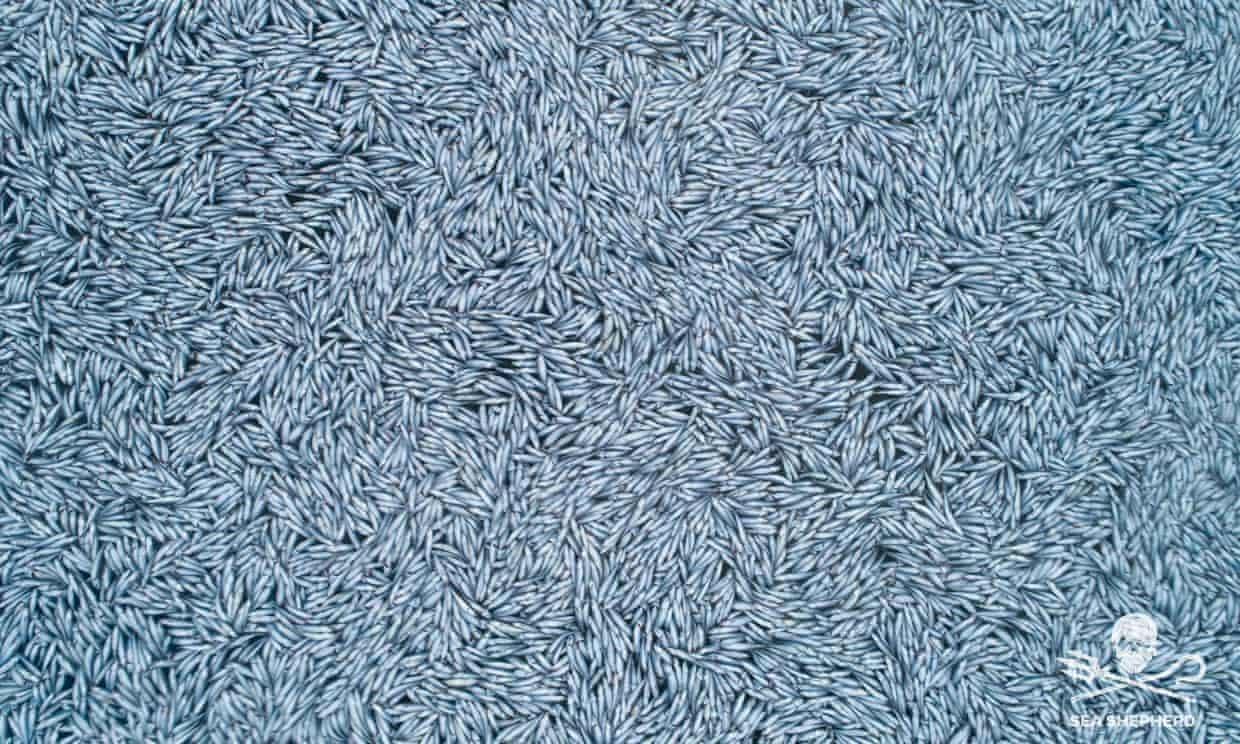 100 nghin con ca chet bi tran ra bien anh 1