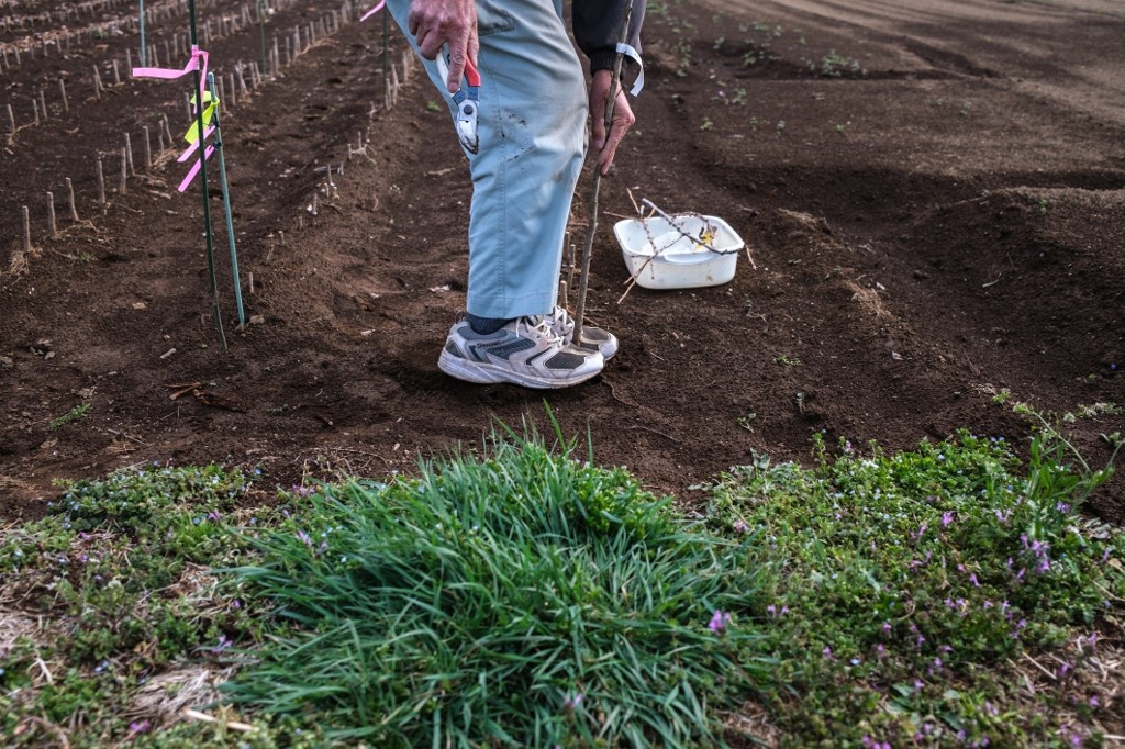 mua hoa anh dao da sac hon o Nhat Ban anh 5