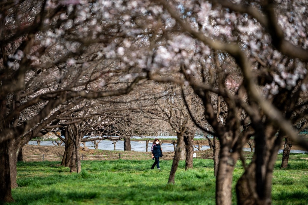 mua hoa anh dao da sac hon o Nhat Ban anh 8