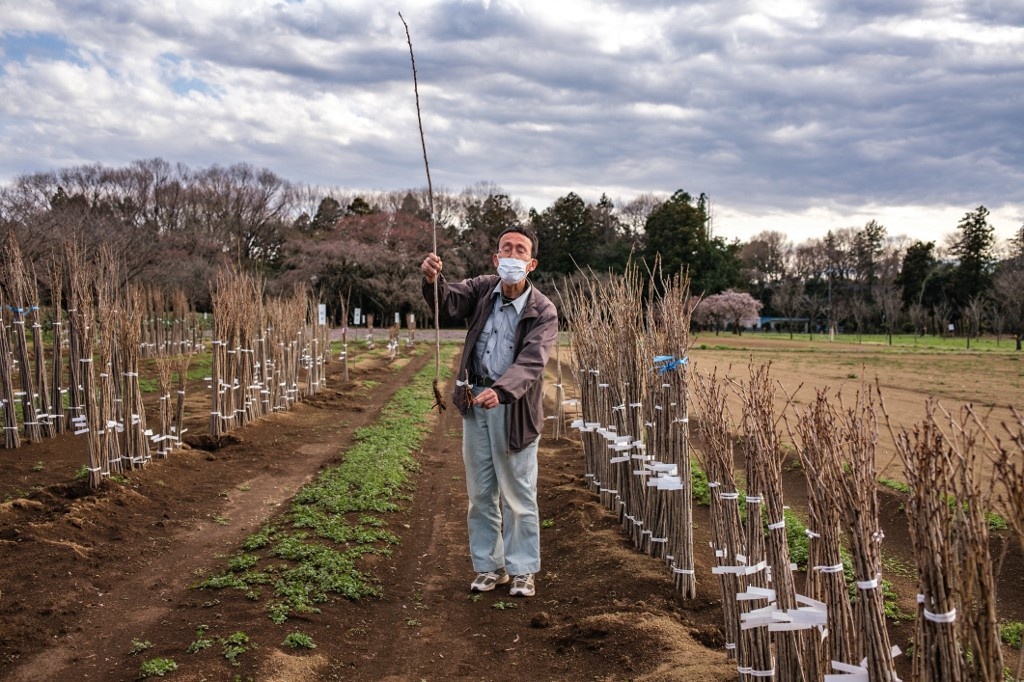 mua hoa anh dao da sac hon o Nhat Ban anh 3