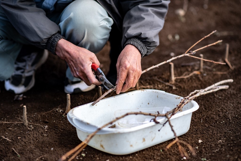 mua hoa anh dao da sac hon o Nhat Ban anh 6