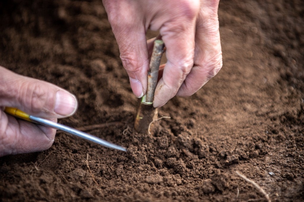 mua hoa anh dao da sac hon o Nhat Ban anh 7