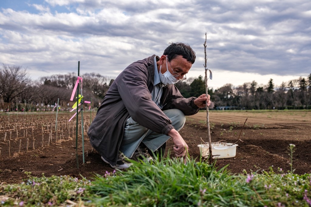 mua hoa anh dao da sac hon o Nhat Ban anh 9