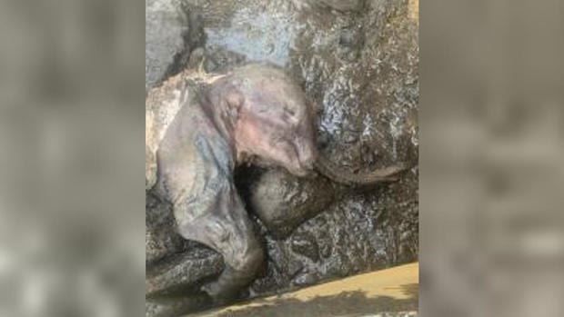 xac uop voi ma mut con nguyen da anh 1