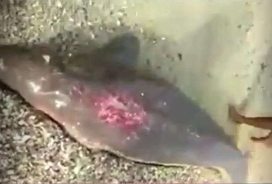 Ngu dan Thai Lan giai cuu ca nuoc quy hiem bi mac can hinh anh