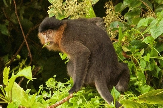 Dang sau ‘con khi lai bi an' o Malaysia hinh anh