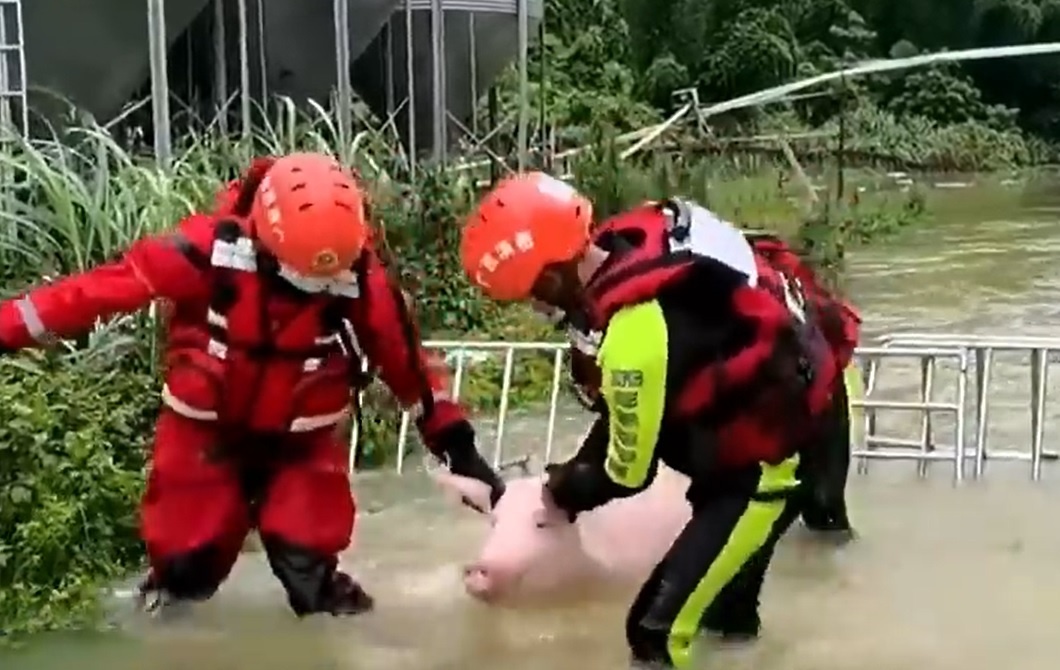 Giai cuu 13.000 con lon khoi lu lut o Trung Quoc hinh anh