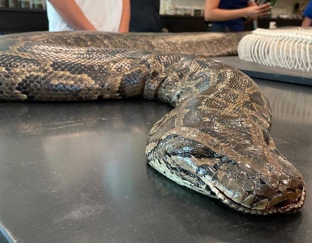 Mo bung con tran khong lo nang gan 100 kg, phat hien bua an cuoi cung hinh anh