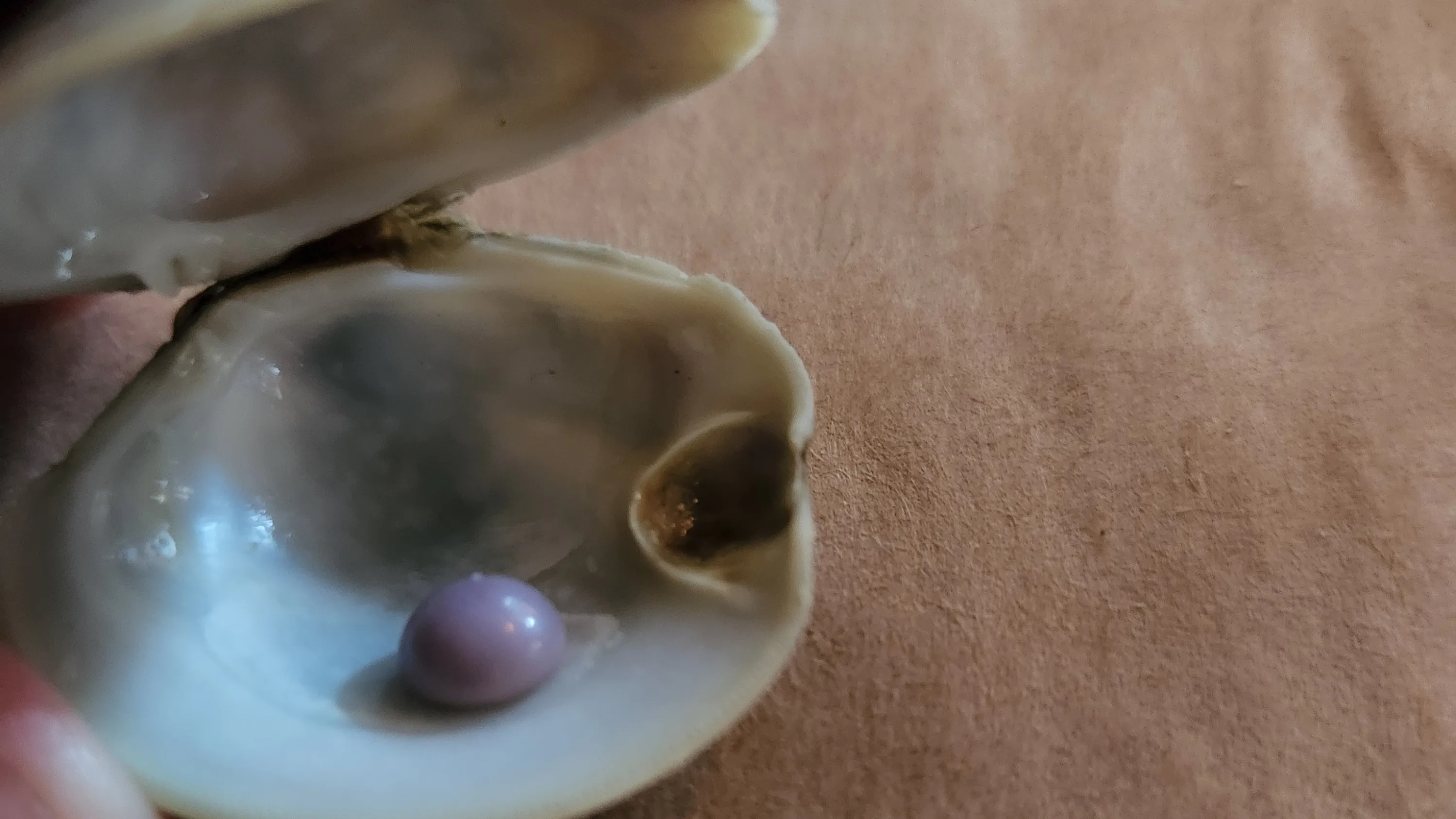 Thuc khach My phat hien ngoc trai tim hiem trong mon khai vi 14 USD hinh anh