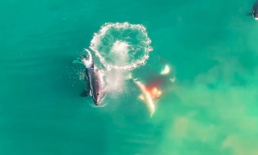 Canh quay tren khong dau tien cho thay ca voi sat thu san ca map trang hinh anh