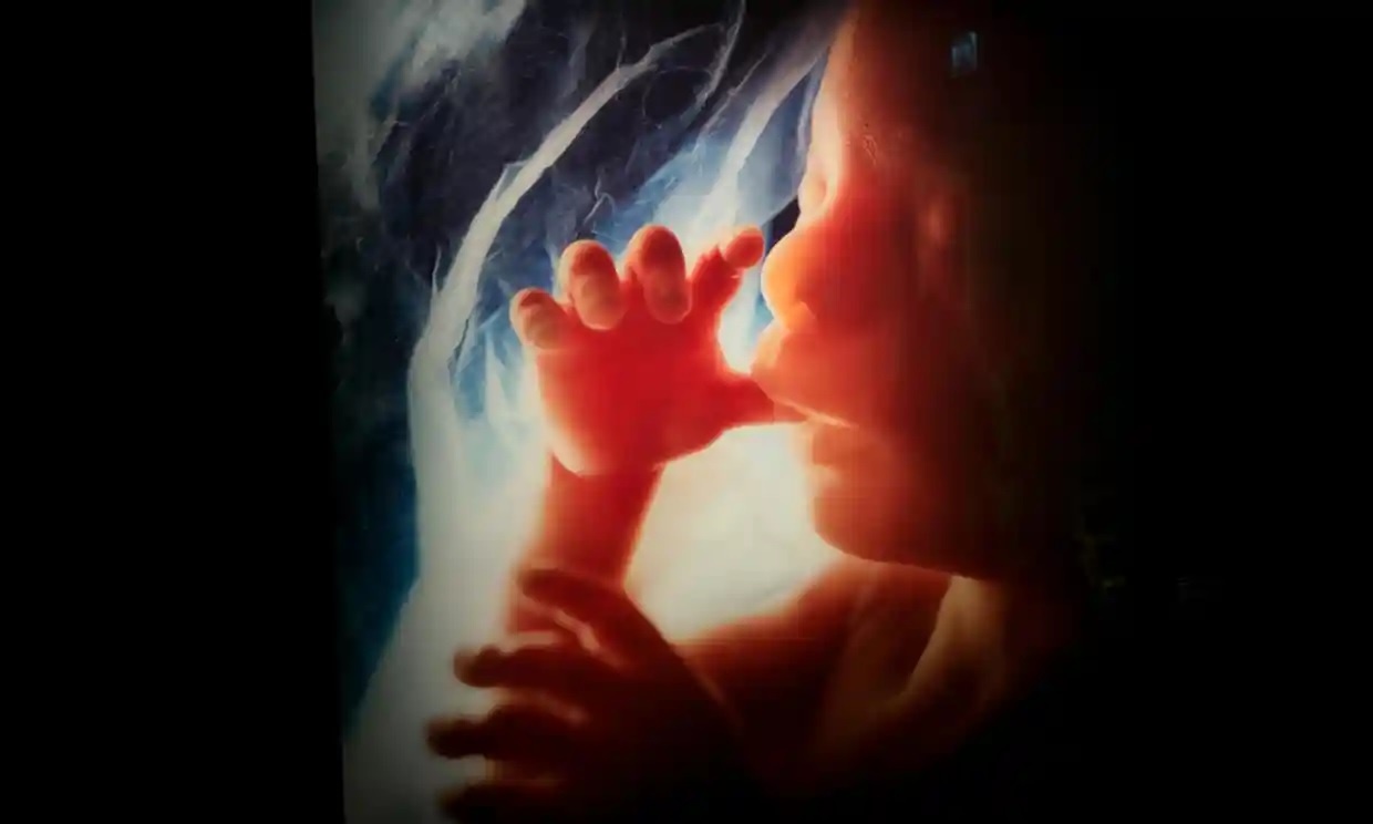 Phat hien hat doc hai trong nao va phoi thai nhi hinh anh