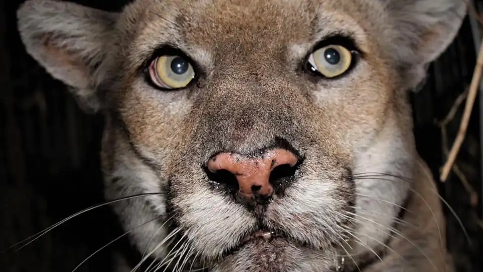 Bao su tu P-22 bi an tu hinh anh