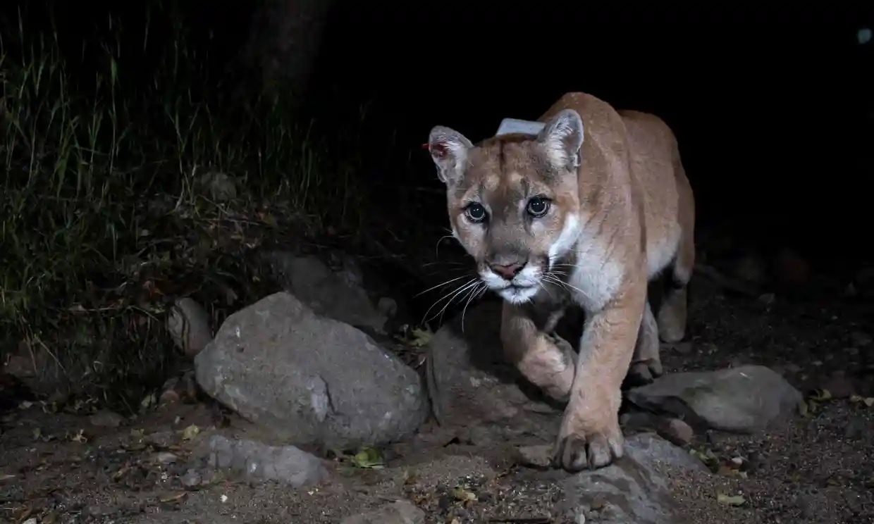 an tu bao su tu anh 1