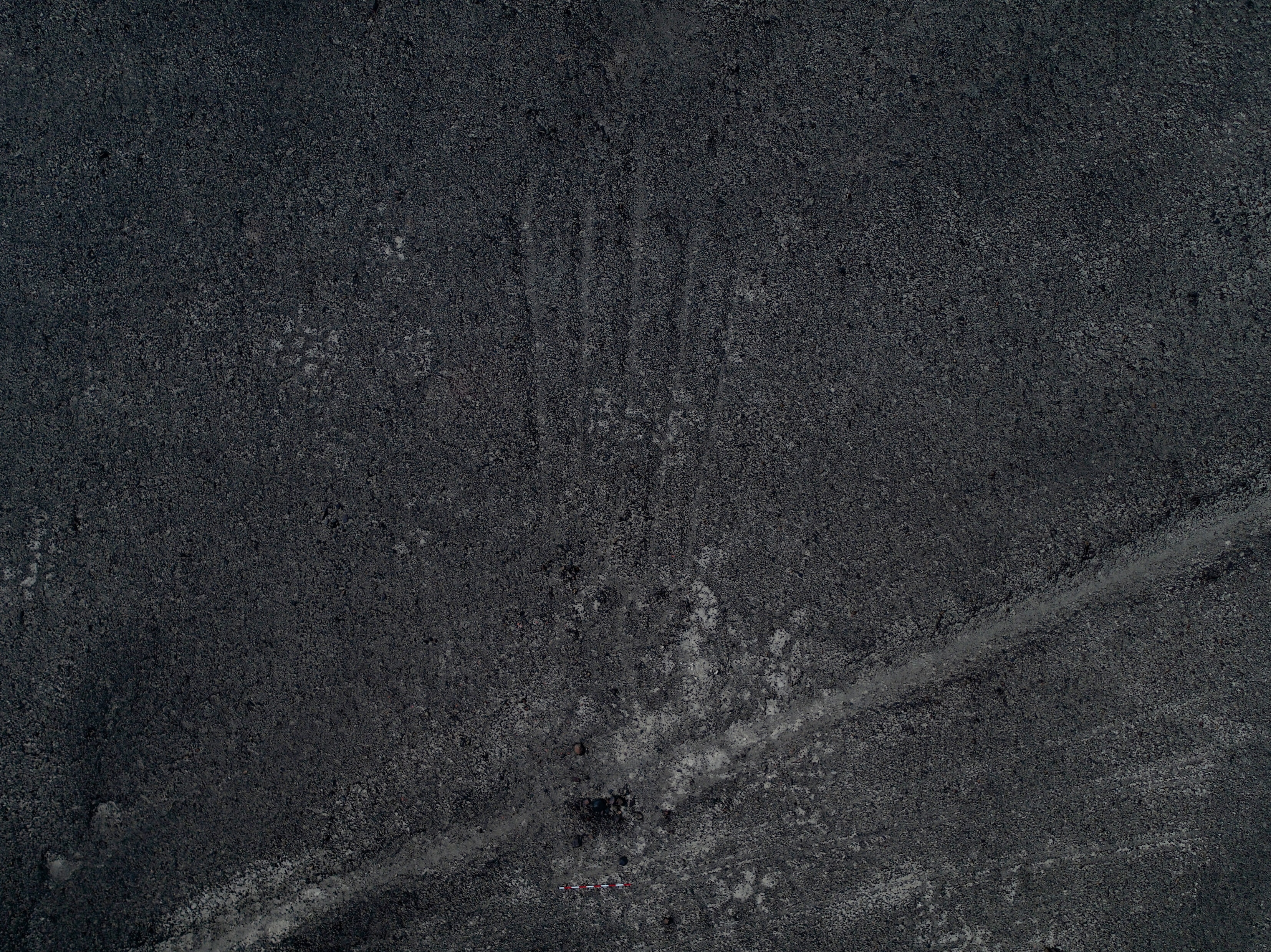 hinh ve co Peru anh 9