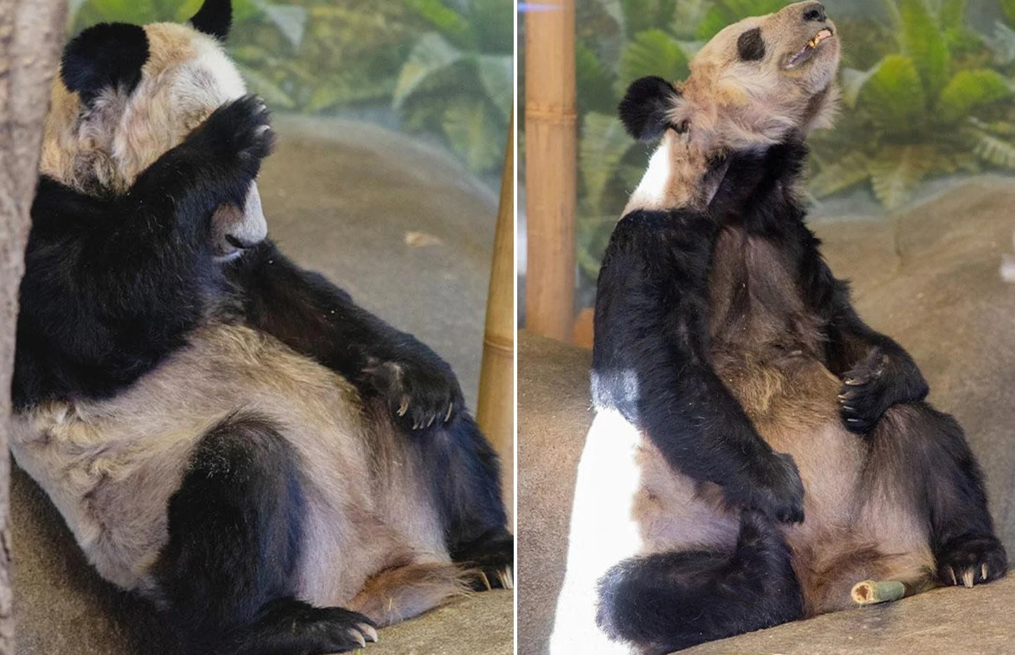 So thu My tra lai gau truc cho Trung Quoc sau cao buoc nguoc dai hinh anh