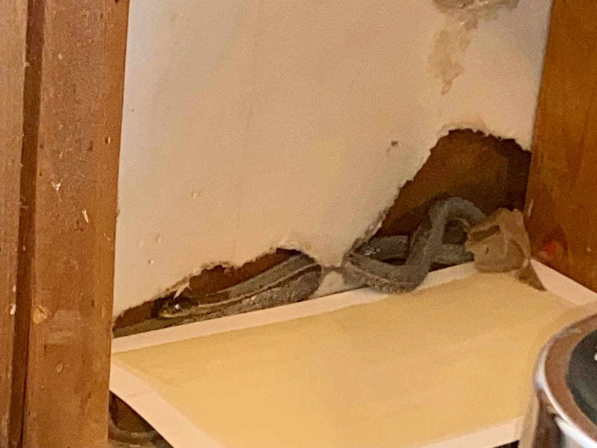 Chuyen toi nha moi, phat hien o ran lon trong tuong hinh anh