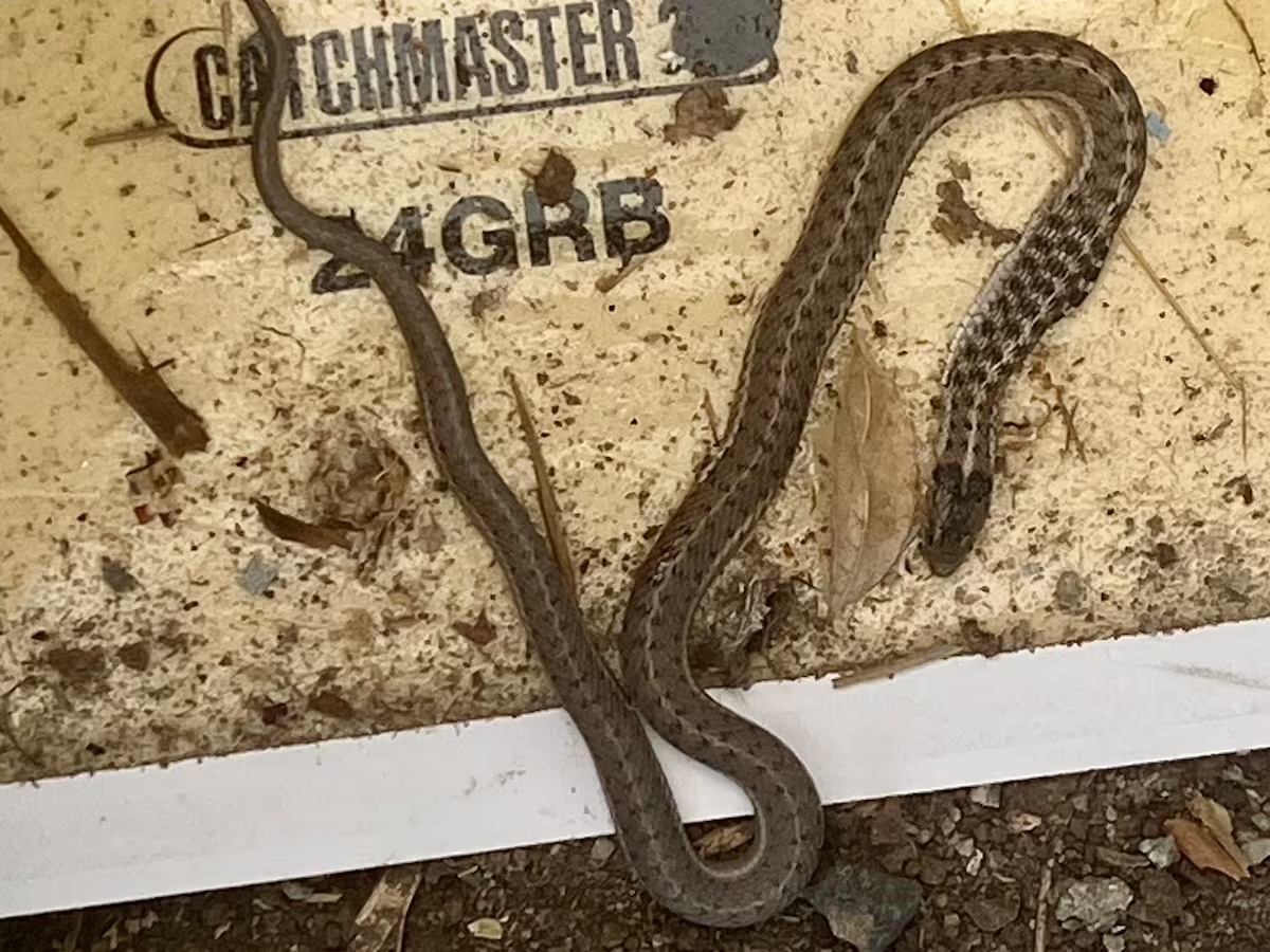 o ran trong nha anh 1