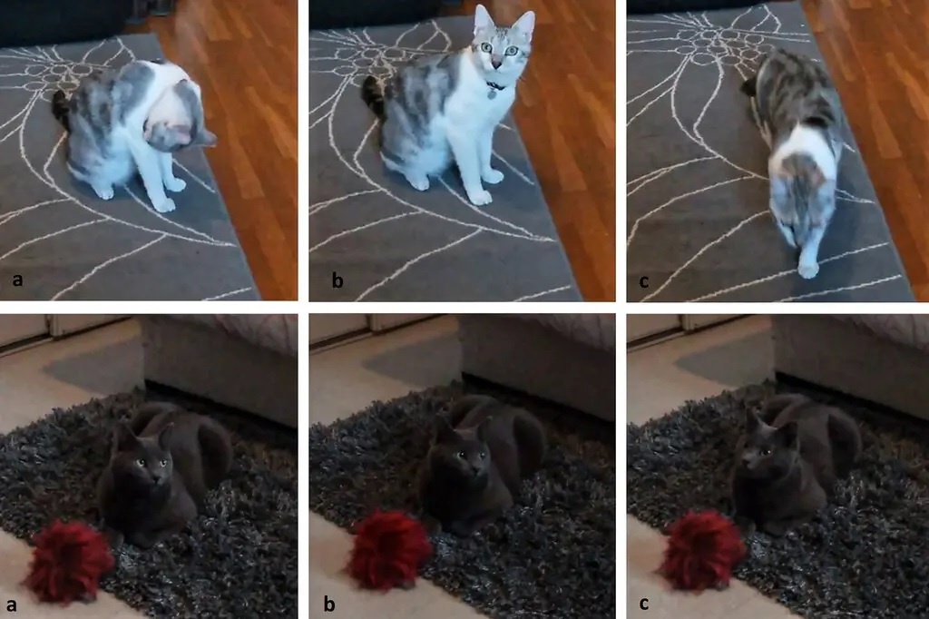 hanh vi cua meo anh 1