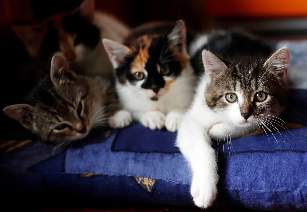 Phat hien moi ve su xa cach cua meo hinh anh